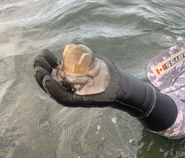 Gloved hand holding a sea snail by the water, showcasing unique jobs that make a 9-to-5 more bearable.