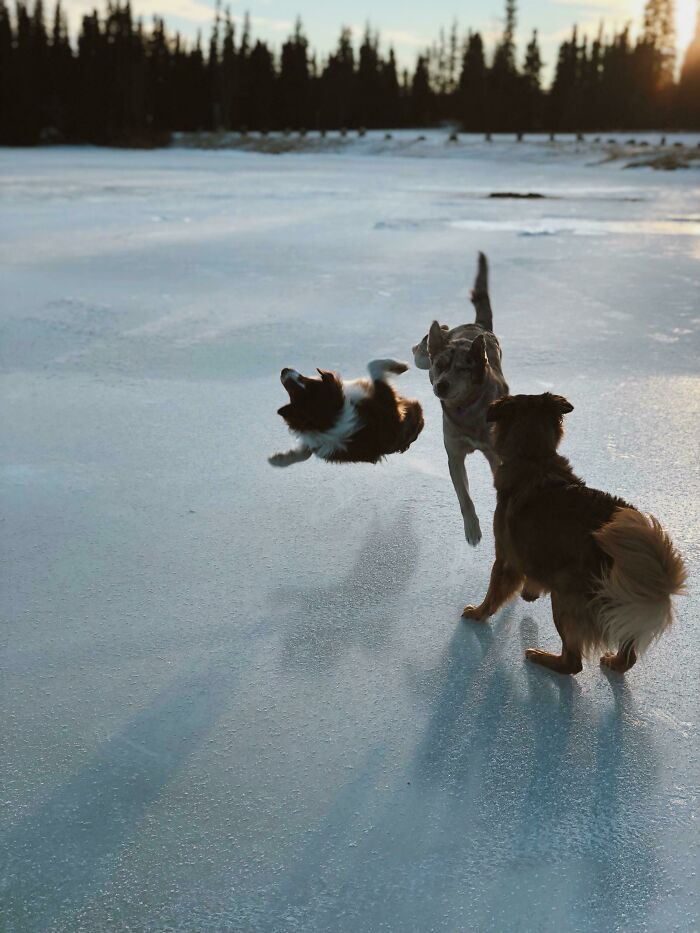 Three dogs playing on ice, with one dog captured mid-flip in a funny perfect timing photo.