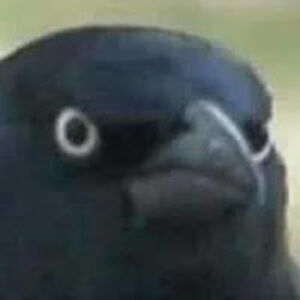 crow_2 avatar