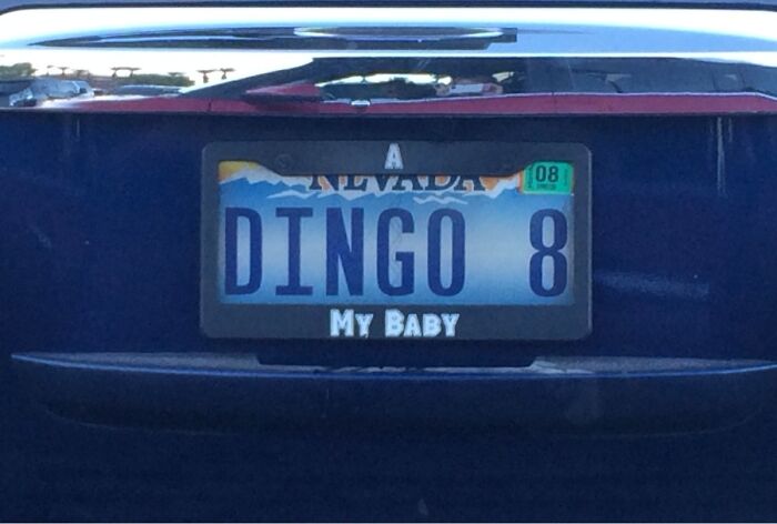 Personalized license plate reading DINGO 8 on a Nevada car, showcasing hilarious custom plate that makes strangers do double takes.