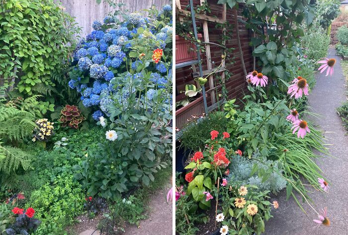 Colorful garden plants and flowers growing along a narrow pathway in a rental property rental nightmares exposure.