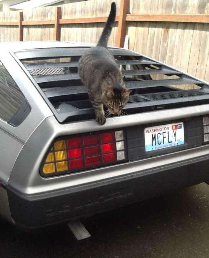 Cat walking on the back of a car with a personalized license plate that reads MCFLY, showcasing hilarious personalized license plates.