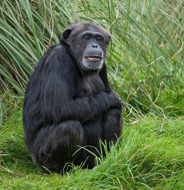 Chimpanzee sitting in grass, representing wildlife vet daily life caring for exotic animals in natural habitat.