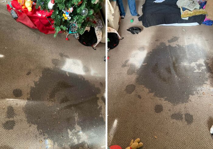 Large dark stains on carpet beneath a Christmas tree and around a makeshift bed in a rental showing landlord neglect.