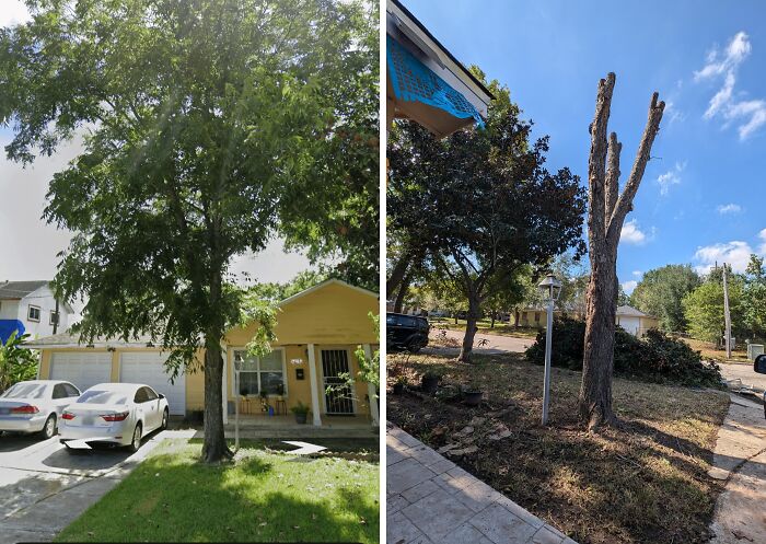 Side-by-side images showing rental property landscaping before and after poor landlord tree trimming in rental nightmares.