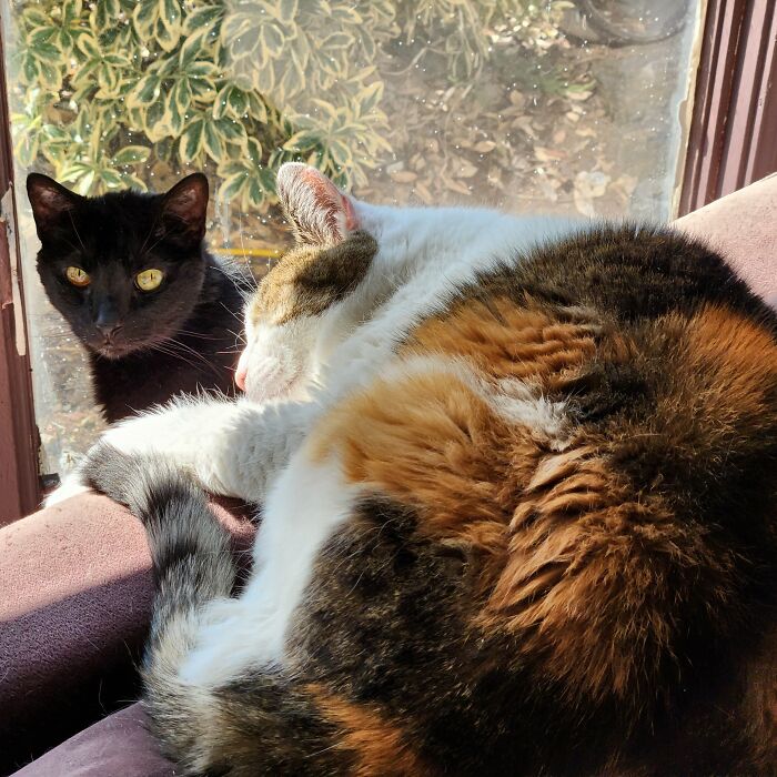 My Cozy Cat World Turned Into A Christmas Special