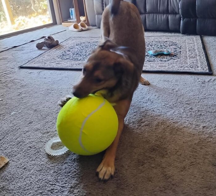 A Giant Tennis Ball For Dogs Is The One Toy That Will Finally Make Your Dog Feel Like A Powerful Giant In A World Of Regular-Sized, Boring Tennis Balls