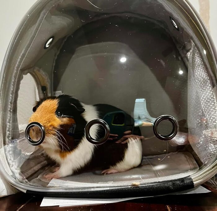 A Guinee Pig Backpack Is A Glorious, Portable Palace That Will Allow Your Tiny, Potato-Shaped Friend To Experience The World In A Way That Is Both Safe And Deeply, Deeply Confusing For Everyone Who Sees It