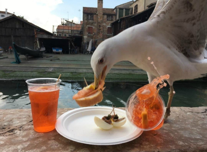 Seagull sneaky pet trying to steal food from a table with spilled drink and snacks by the water.