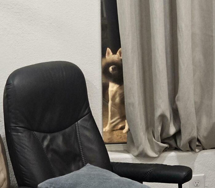 Dog peeking through a window behind curtains, captured in a funny and interesting picture taken at the perfect time.