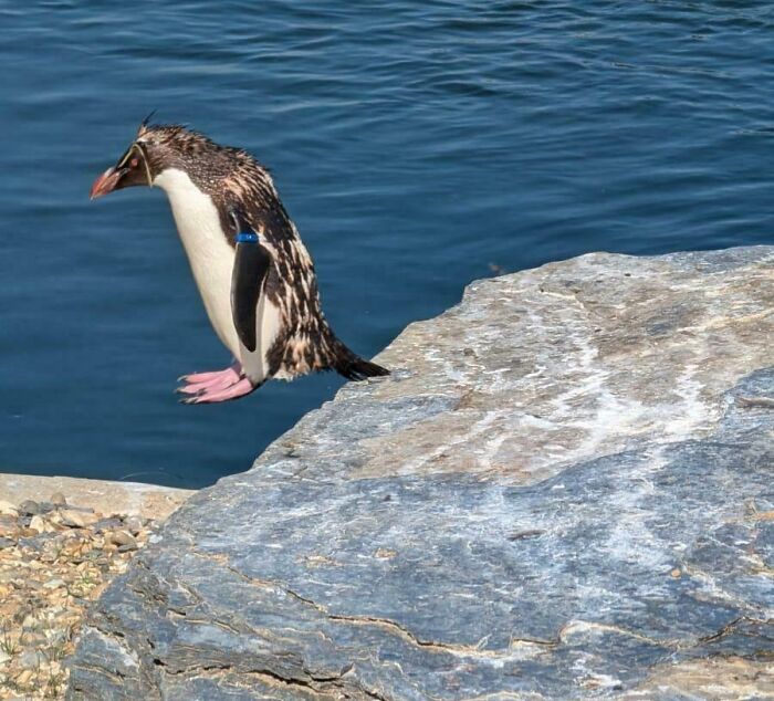 Penguin captured at the perfect time midair jumping from a rock into the water in a funny and interesting moment.