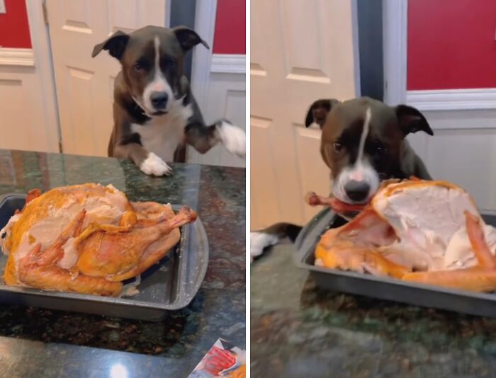 Dog caught sneaking a roasted turkey from the kitchen counter, one paw raised and then biting the bird in two images.
