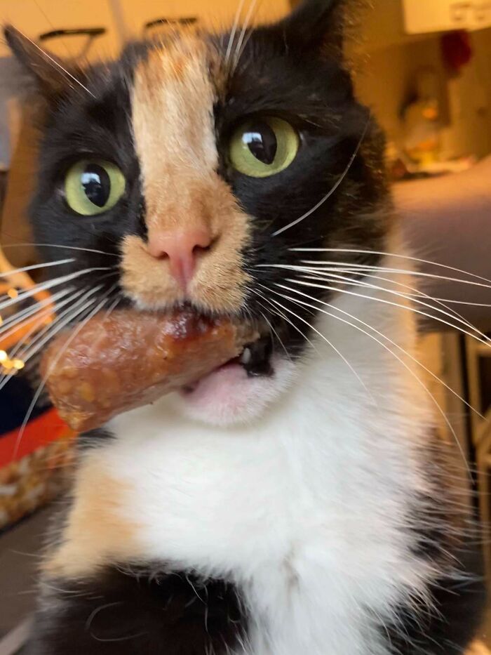 Close-up of a sneaky cat caught stealing food, holding a large piece of meat in its mouth indoors.