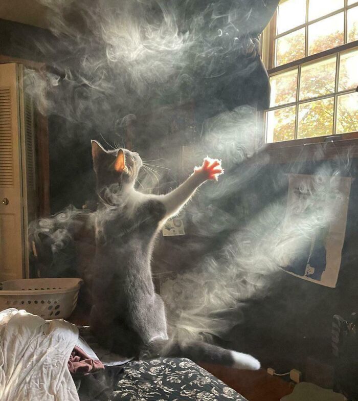 Cat reaching through sunbeams in a smoky room, capturing one of the funniest and weirdest pics taken at the perfect time.