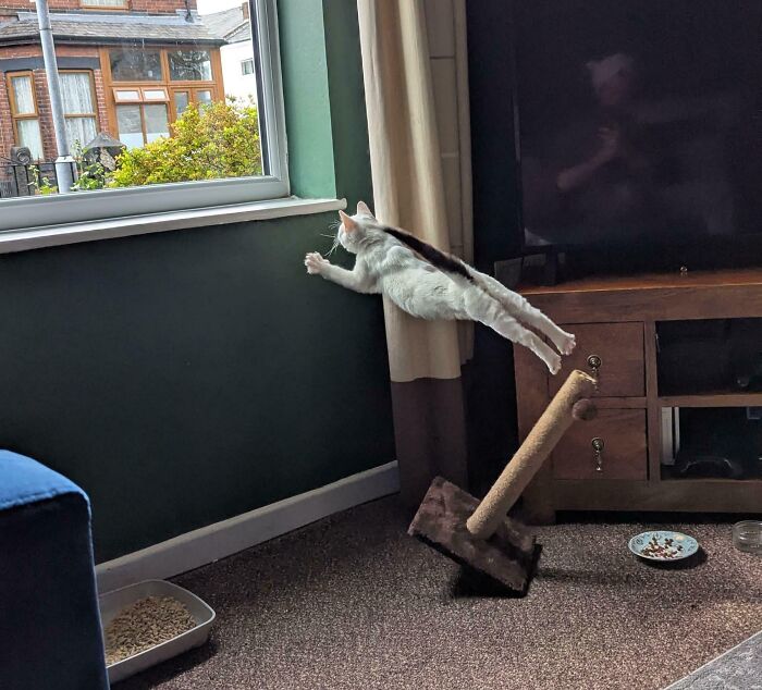 Cat caught mid-air jumping toward a window with a tilted scratching post in a funny and interesting timed photo.
