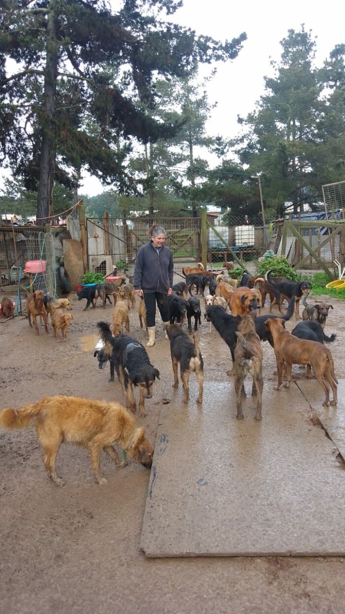 Woman caring for many homeless dogs outdoors at a sanctuary in a fenced area surrounded by trees and shelter structures. Woman caring for many homeless dogs outdoors at a sanctuary in a fenced area surrounded by trees and shelter structures.