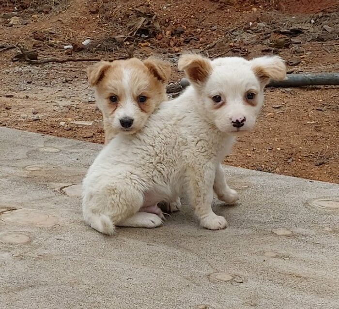 Two small puppies sitting outdoors on a concrete surface in a sanctuary for homeless dogs. Two small puppies sitting outdoors on a concrete surface in a sanctuary for homeless dogs.