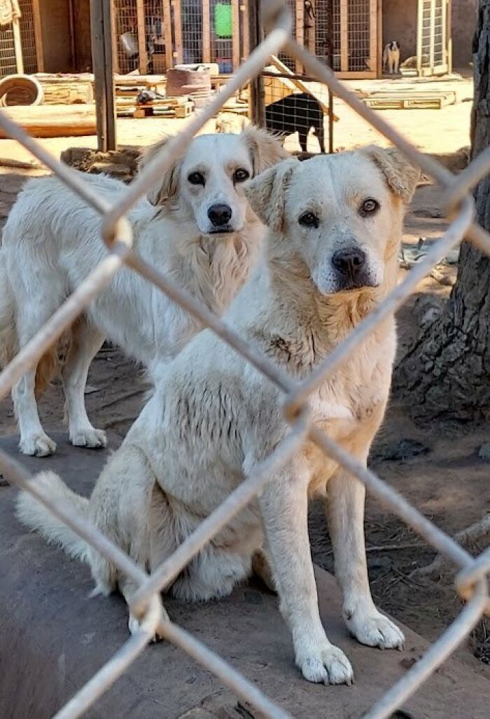 Two white dogs behind a chain-link fence in a sanctuary for nearly 200 homeless dogs. Two white dogs behind a chain-link fence in a sanctuary for nearly 200 homeless dogs.