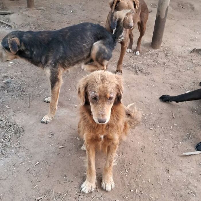 Several homeless dogs gathered outside on dirt ground in a sanctuary providing shelter and care. Several homeless dogs gathered outside on dirt ground in a sanctuary providing shelter and care.