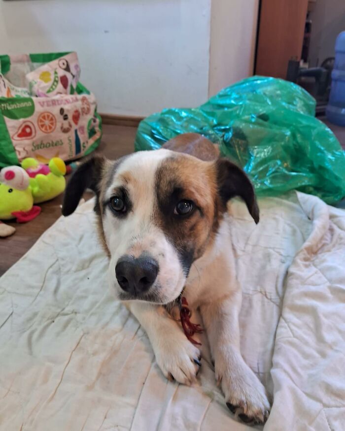 Homeless dog resting on a blanket inside a home sanctuary filled with toys and supplies for rescued dogs. Homeless dog resting on a blanket inside a home sanctuary filled with toys and supplies for rescued dogs.