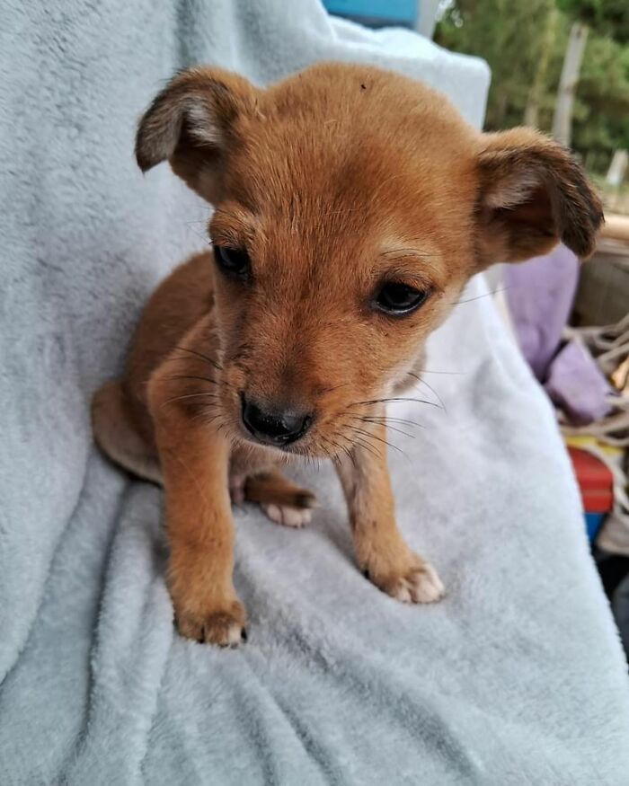 Small brown homeless puppy sitting on a soft blanket in a home sanctuary for dogs rescued by a woman. Small brown homeless puppy sitting on a soft blanket in a home sanctuary for dogs rescued by a woman.
