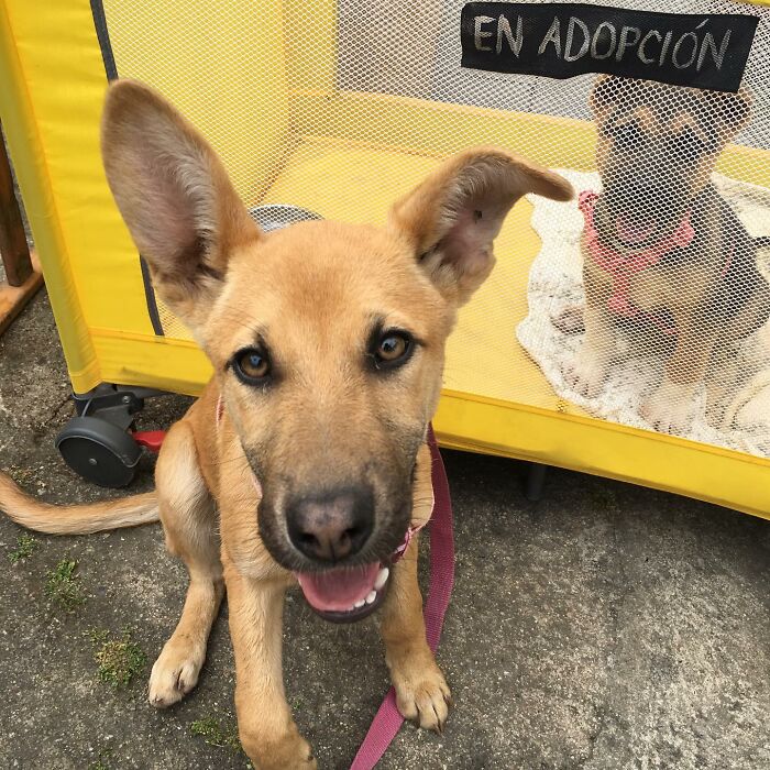 Happy dog in front of a yellow enclosure with another dog inside, part of a homeless dog sanctuary. Happy dog in front of a yellow enclosure with another dog inside, part of a homeless dog sanctuary.