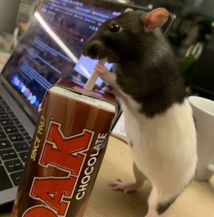 Black and white rat trying to steal chocolate milk from a carton on a desk near a laptop and mug.