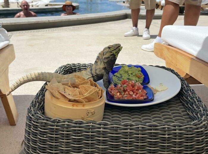 Iguana sneaking snacks with chips, guacamole, and salsa on a wicker table near a pool and lounge chairs.