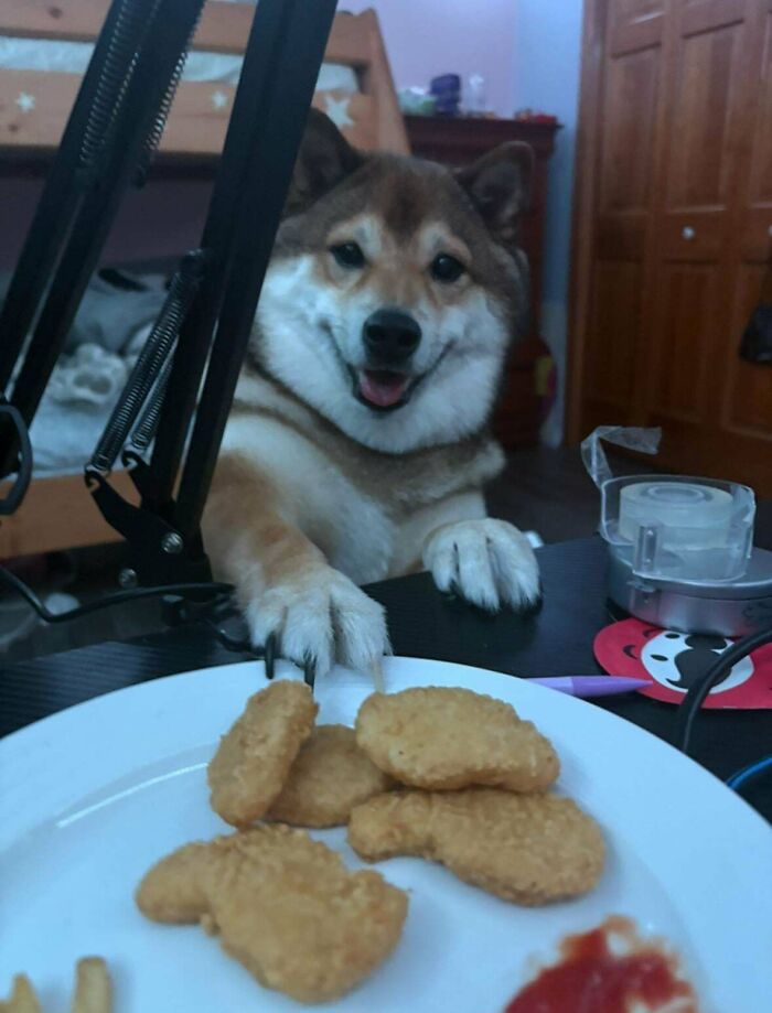 Shiba Inu dog caught trying to steal chicken nuggets from a plate on a cluttered table indoors.