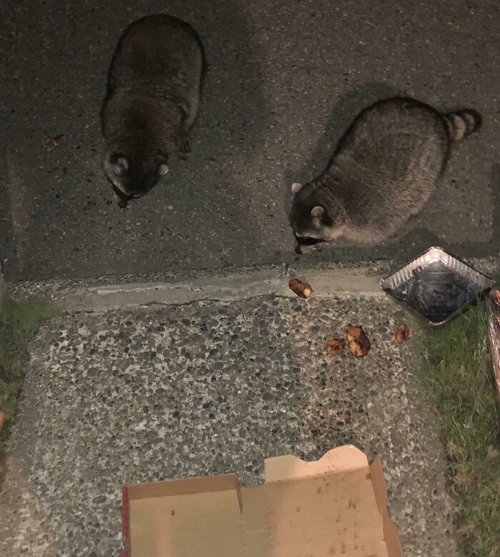 Two sneaky pets caught trying to steal food from a discarded pizza box and spilled chicken on a sidewalk at night.
