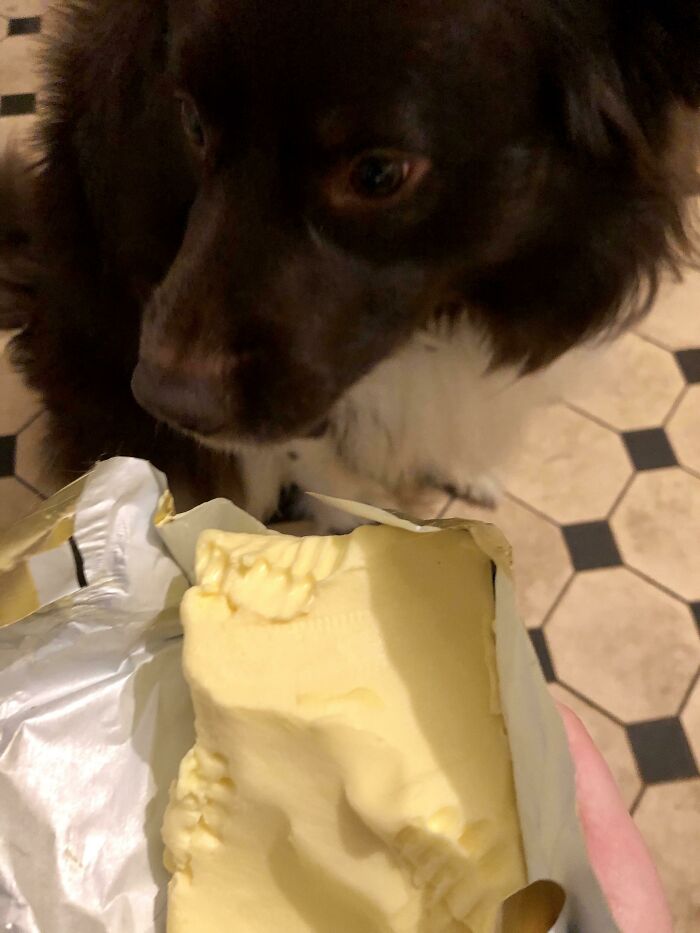 Dog caught red-handed trying to steal food with bite marks on a block of butter on a kitchen floor.