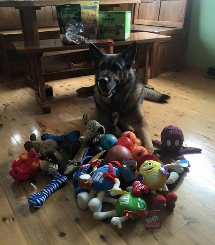 German shepherd surrounded by dog toys in a home setting representing unique jobs that make a 9-to-5 more bearable