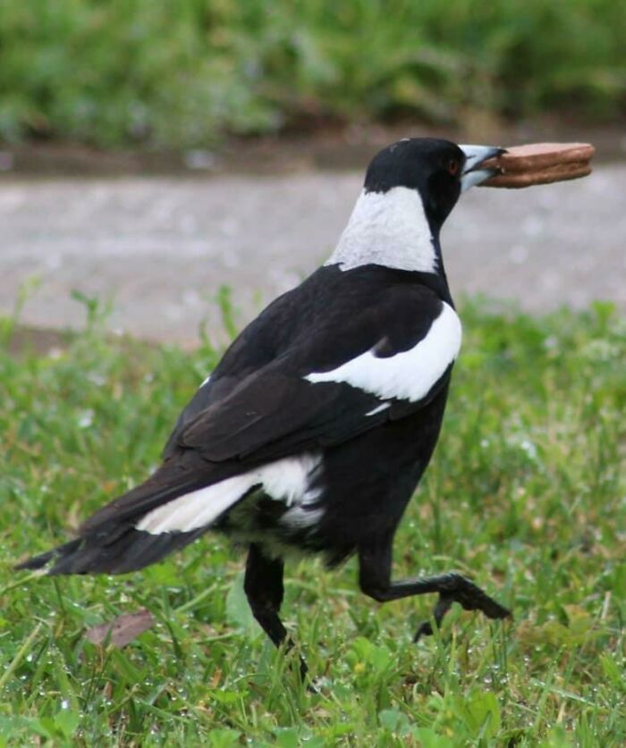 Black and white magpie sneaky pet caught stealing food while walking on grass outdoors.