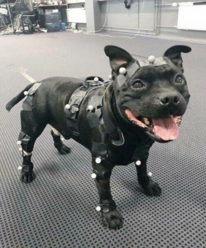 Black dog wearing a motion capture suit with markers, demonstrating unique jobs that make a 9-to-5 more interesting.