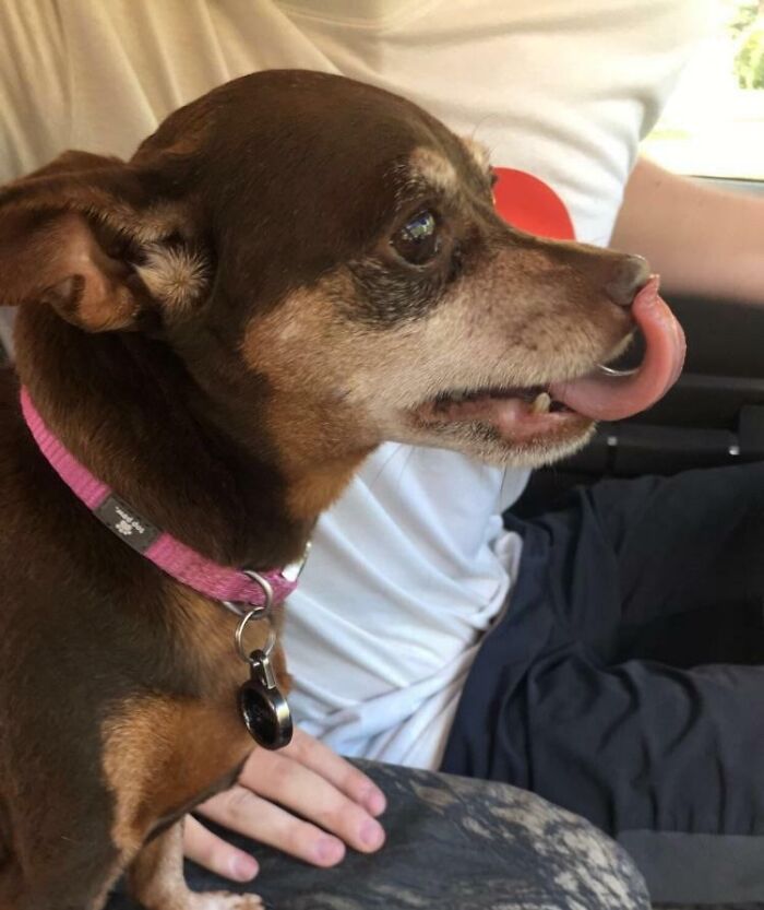 Small brown dog wearing a collar with tongue curled around its nose in a funny, interesting moment captured perfectly.