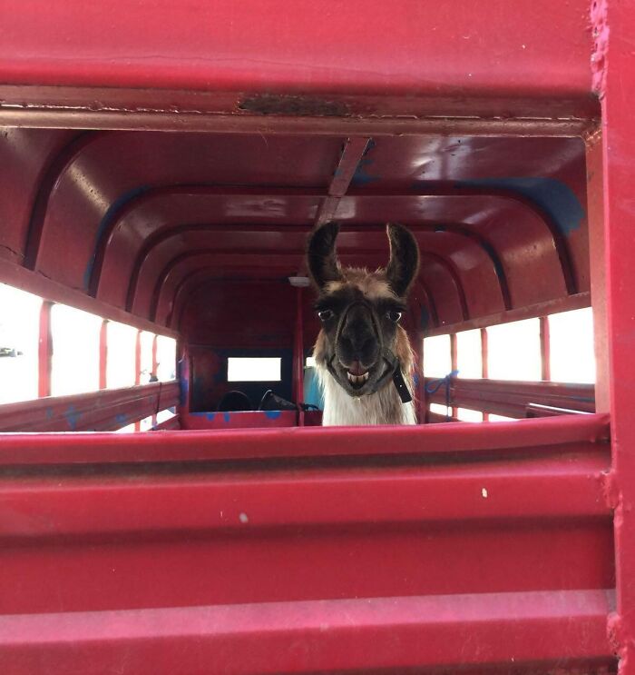 Llama inside a red livestock trailer, highlighting unique jobs that make a 9-to-5 workday more interesting