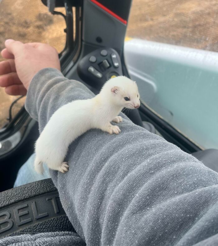Small white ferret on a person's arm inside a vehicle, showcasing unique moments from different jobs making a 9-to-5 bearable