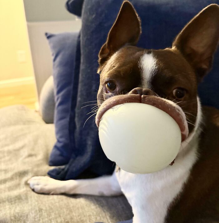 Dog with a large ball caught perfectly in its mouth, showcasing a funny and interesting moment captured at the perfect time.