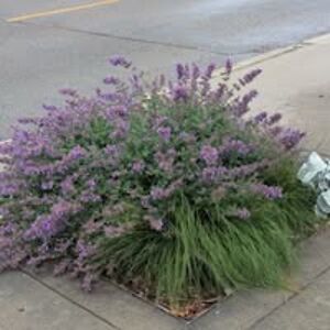 molly_clendon avatar