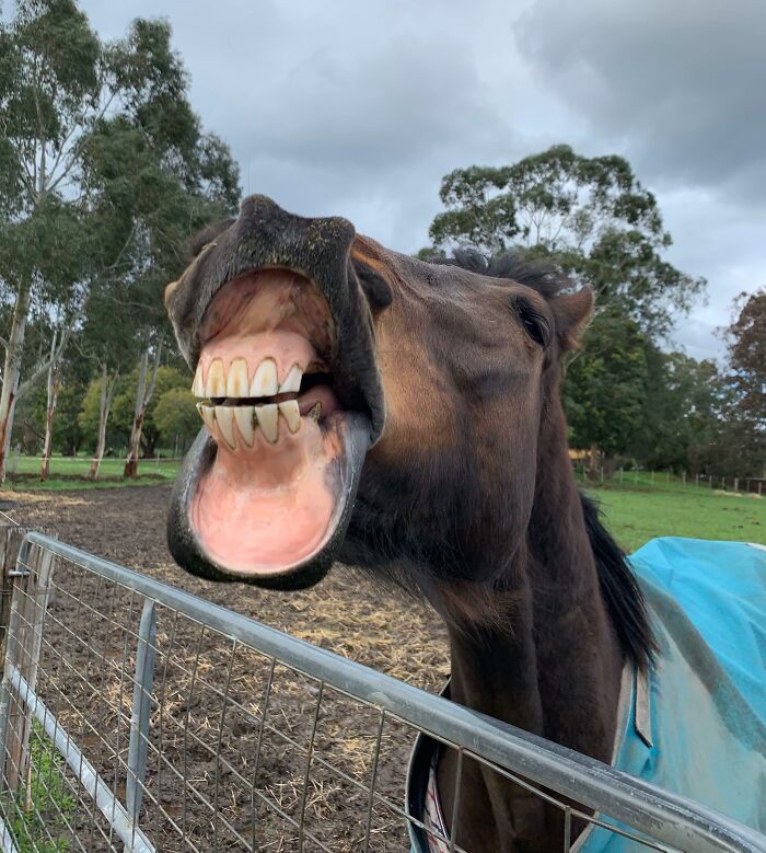 Close-up of a funny horse making a weird face, captured perfectly in an interesting and funny timed pic.