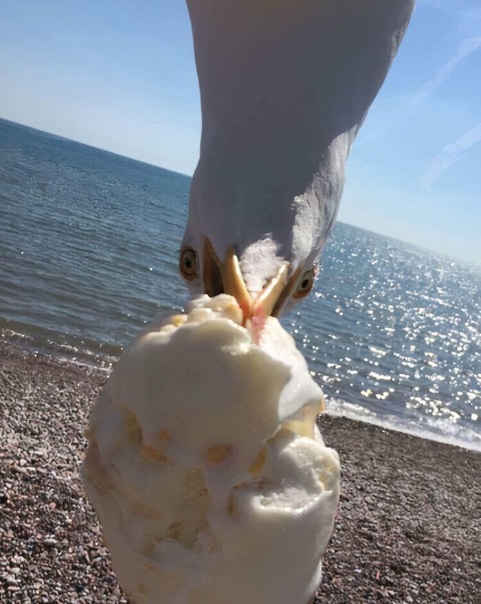 Seagull snatching melting ice cream on beach, a funny and interesting pic taken at the perfect time.