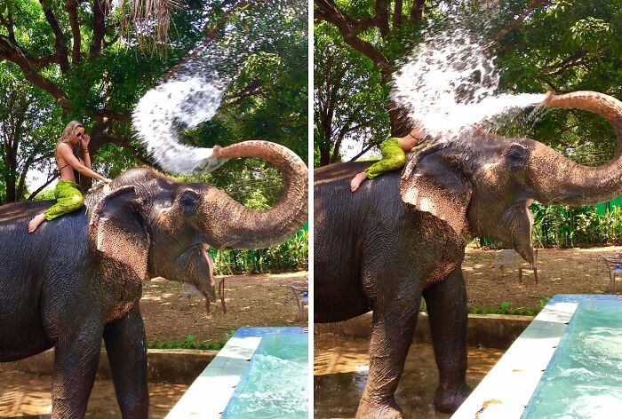 Elephant spraying water while a person rides on its back outdoors, capturing a funny and interesting moment.