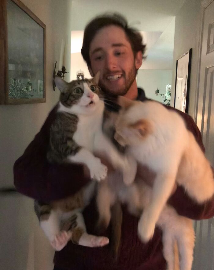 Man holding two cats with funny and interesting expressions captured at the perfect moment in a home setting
