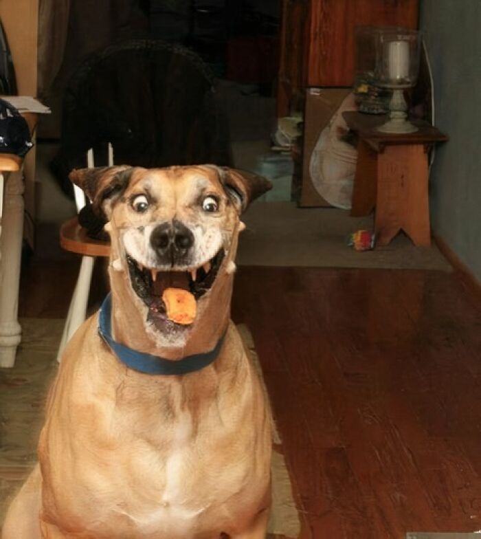 Funny and weird dog photo taken at the perfect time capturing a surprised expression with a treat in its mouth indoors.