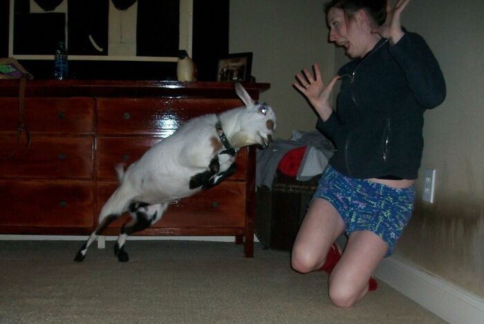 Goat captured mid-air leaping towards surprised woman in an indoor setting, showcasing a funny and weird perfect timing moment.