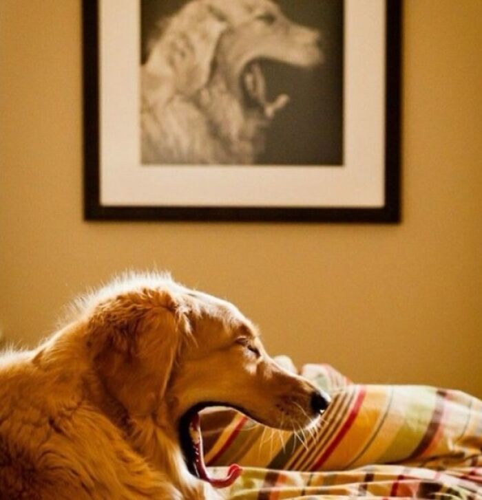 Golden retriever yawning on a bed with a framed photo of a yawning dog in a funny, interesting, and weird pic.