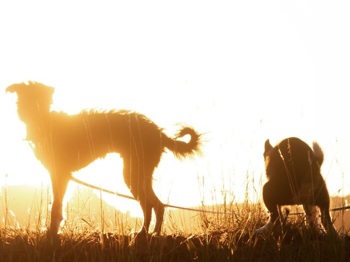 Two dogs captured in a funny and interesting moment outdoors, showcasing weird pics taken at the perfect time.