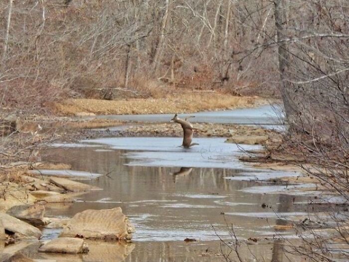 Deer caught at the perfect time appearing to stand upright in water in a funny and interesting weird pic.