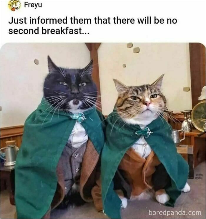 Two cats dressed in cloaks with serious expressions, featured in popular cat memes for holiday humor.