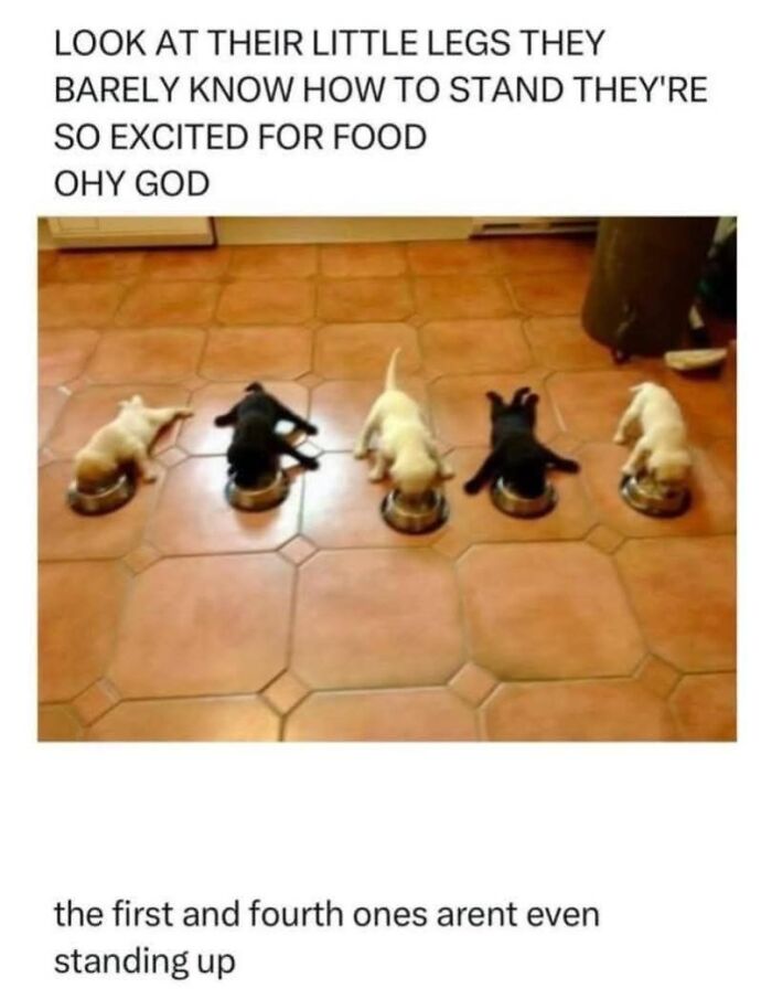 Five puppies eating from bowls on a tiled floor, humorously struggling to stand, a funny cat meme for holidays.